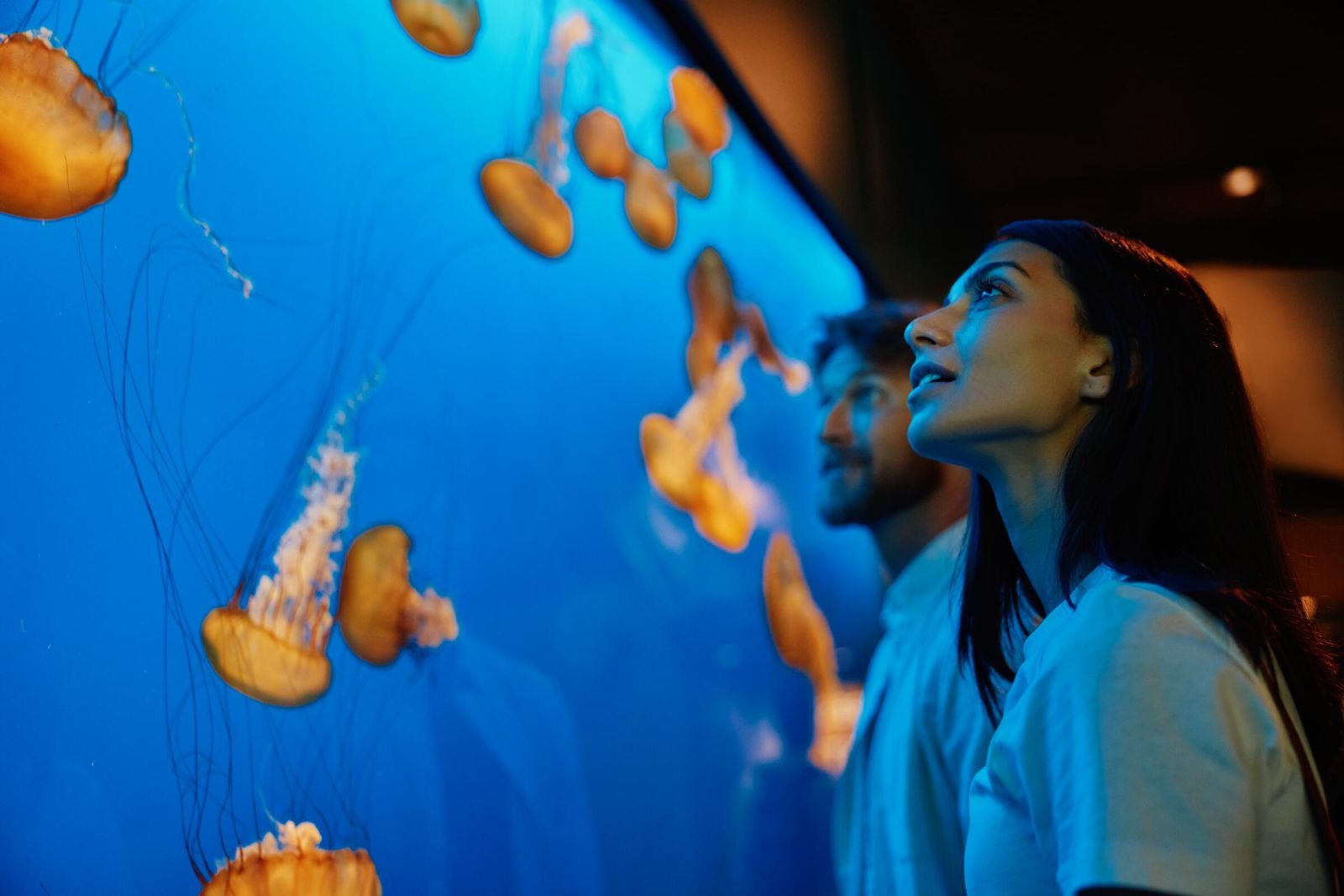 Two guests gazing up at jellyfish in a glowing blue aquarium tank