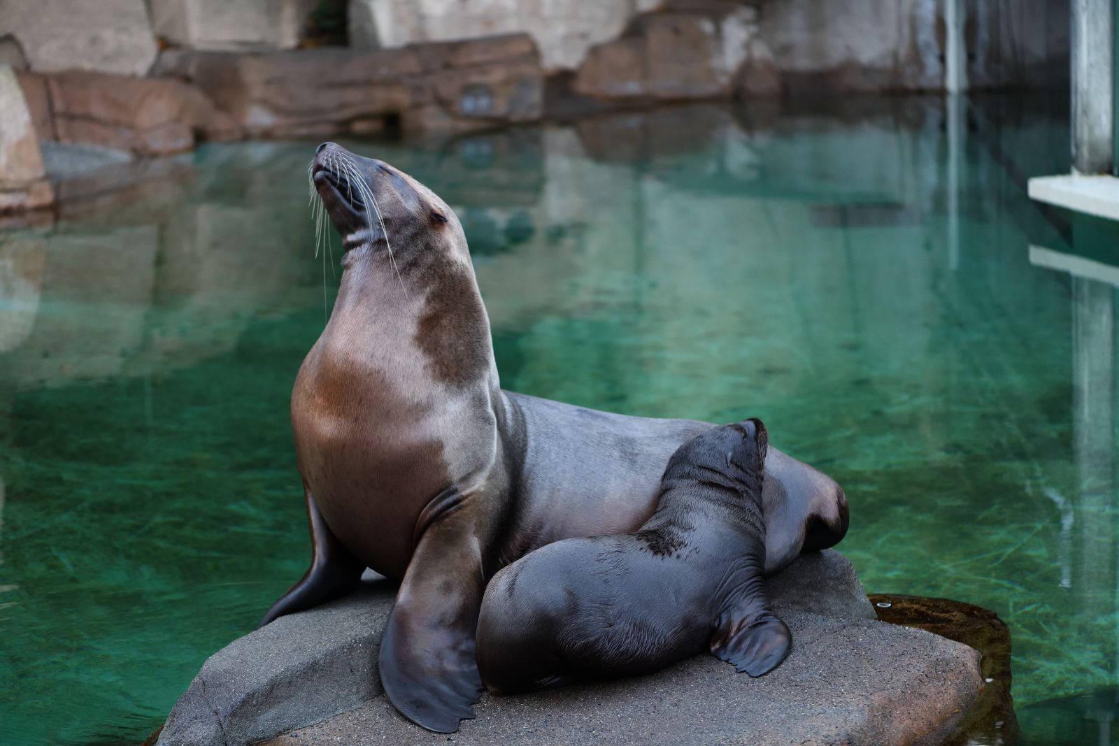A Steller sea lion and her pup resting on a rock beside a green pool